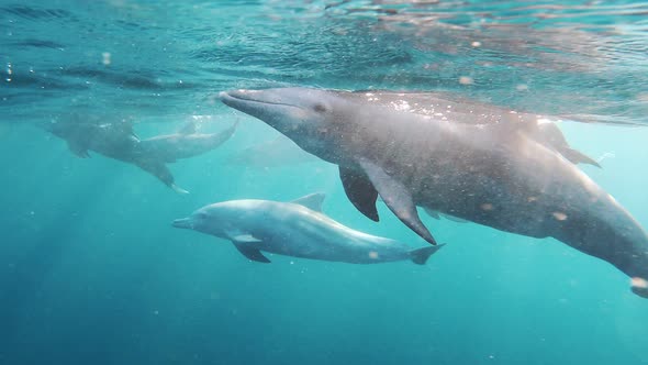 Flock of dolphins swimming in azure seawater