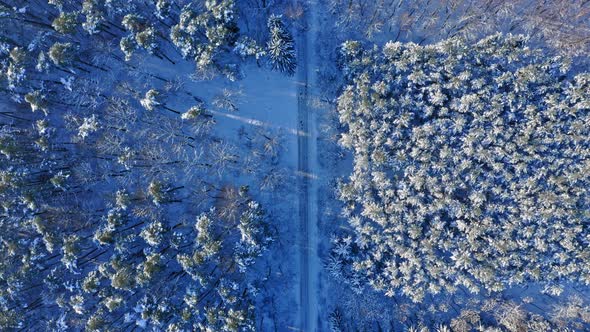 Snowy forest at winter. Aerial view of wildlife in Poland