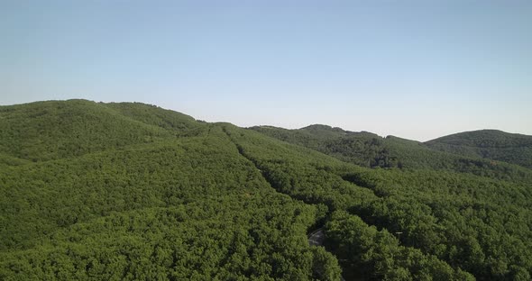 Aerial drone view of big green dense forest in countryside 