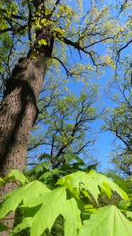 Vertical Video of the Forest in the Spring