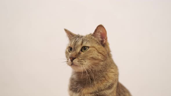 Domestic Ginger Cat Looking at Camera and Around