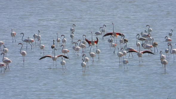 Wild Flamingo Birds in a Wetland Lake in a Real Natural Habitat