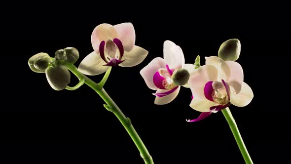 Blooming White Orchid Phalaenopsis Flower