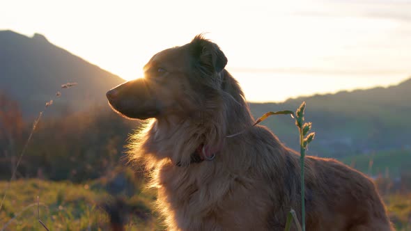 Portrait of Lovely Brown Dog Looking Into The Sun at Colorful Sunset