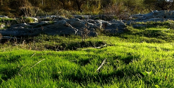 Green Grass and Rocks alt