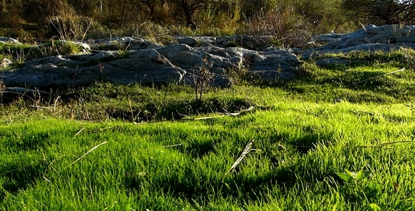 Green Grass and Rocks