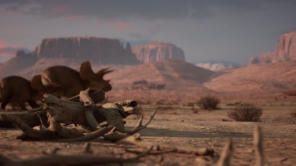 A Herd of Triceratops Walk Down Through the Canyon in the Desert