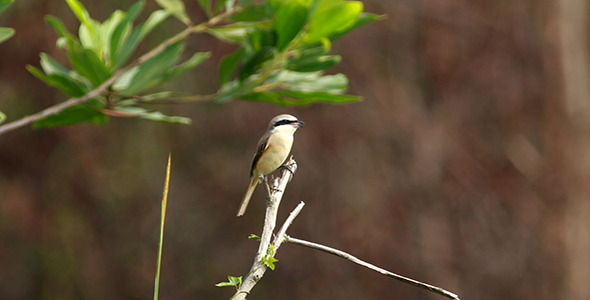 Brown Shrike (Lanius Cristatus)