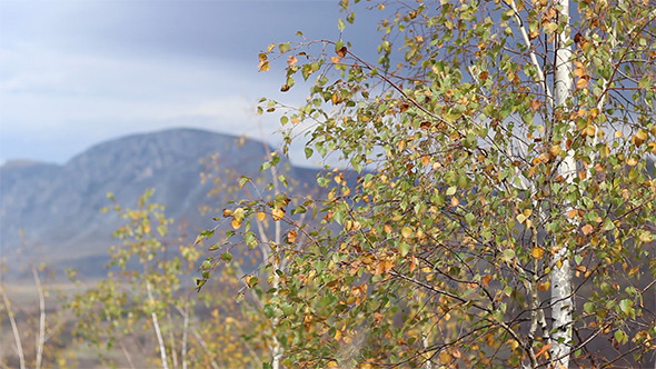 Sunny Golden Autumn Canopy