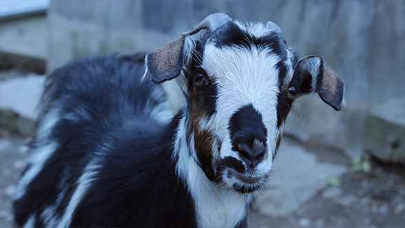 Goat Close Up