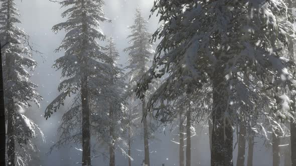 Misty Fog in Pine Forest on Mountain Slopes alt