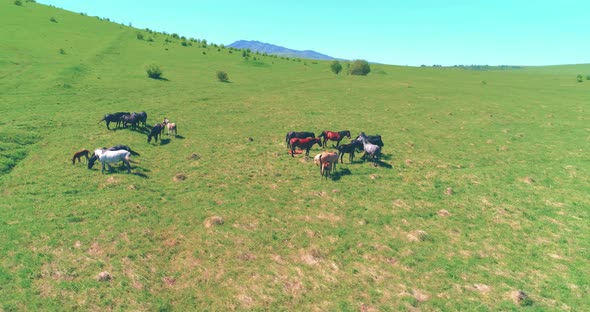 Flight Over Wild Horses Herd on Mountain Meadow. Summer Mountains Wild Nature. Freedom Ecology