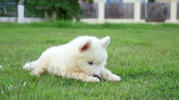 Cute Siberian Husky Puppy Lying And Playing On Green Grass