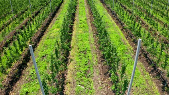 Planting Fruit Trees From a Bird's Eye View