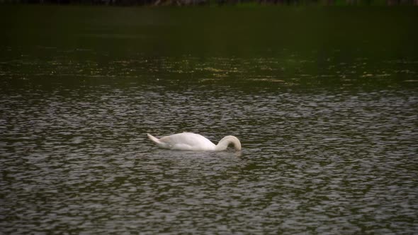 A Lone Swan Swims on the Lake and Searches for Food