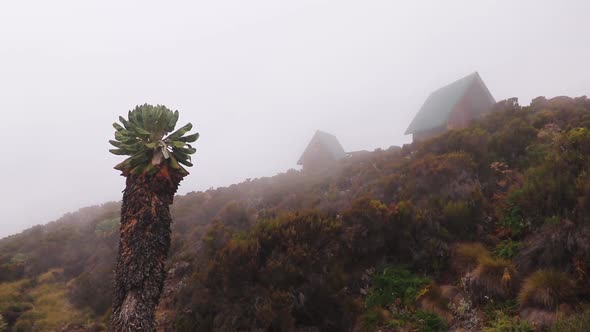 Static shot of a Giant groundsel, senecio kilimanjari and cottages, near Horombo hut, on mount Kilim