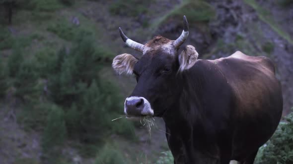 Cow eating grass in front of a slope with green bushes in the evening