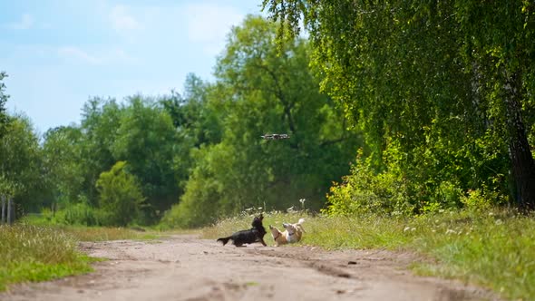 Lovely dogs and drone. Funny dogs play outdoors in summer. Active pet animals jumping and trying to 