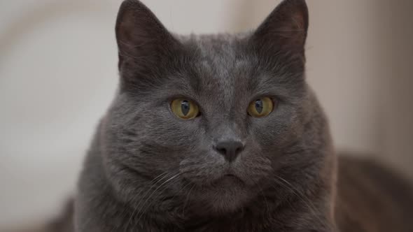 Gray Cat Portrait Big Cat Relaxing on the Floor Close Up