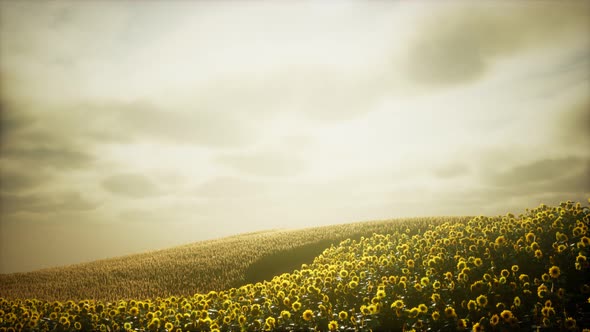 Sunflower Field and Cloudy Sky