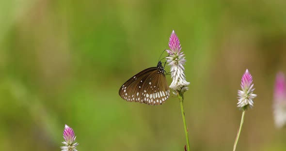 A Common Crow butterfly sitting on pink white flowers on a early morning in a jungle in India baskin