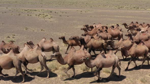Aerial View of Bactrian Camels in Mongolia