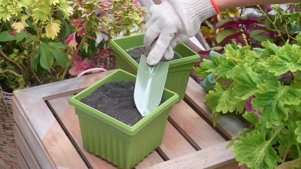Gardener Hand in Glove Flatten or Smoothing Soil in Green Pot with Iron Shovel
