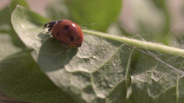 Ladybird escapes from cobweb
