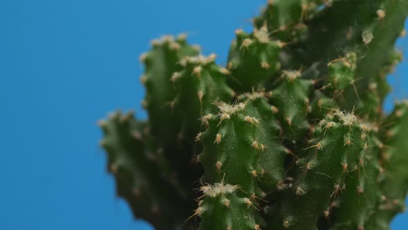 Close Up Of Fairy Castle Cactus Plant Revolving Around Itself On The Bule Screen Background