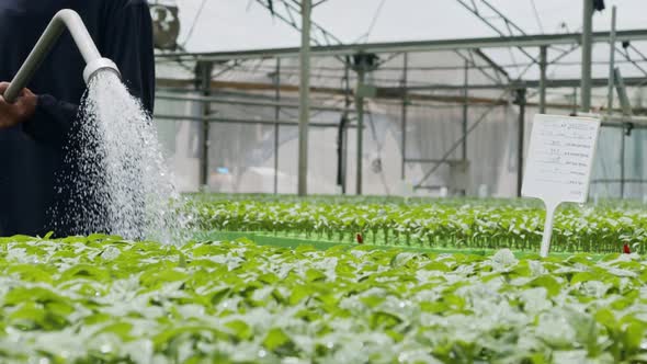 Slow motion of a worker inside a greenhouse watering young plants using a hose