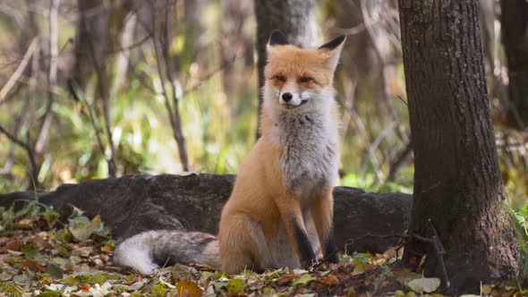 Red Fox In The Green Forest