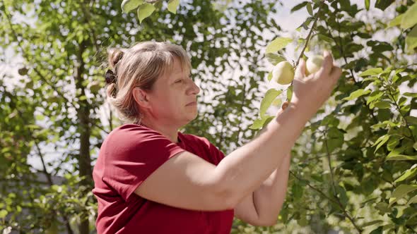 Female in red t shirt picking apples from tree in summer garden