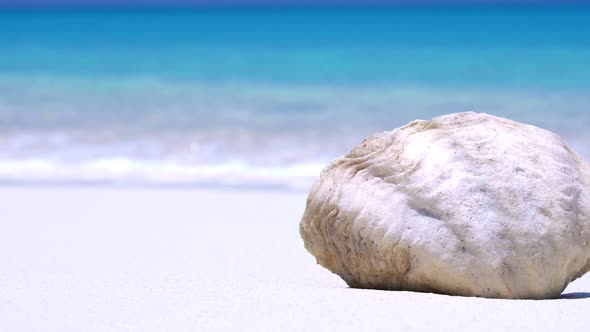 Seashell on Sandy Maldivian Beach