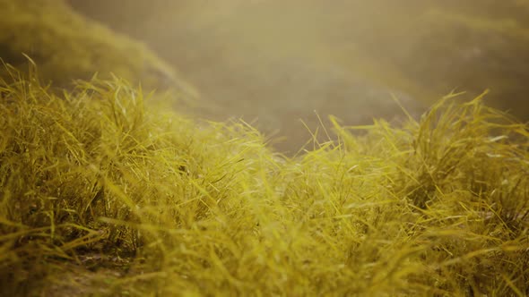 Golden Rocks and Grass in Mountains