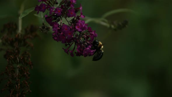 Bee in ultra slow motion