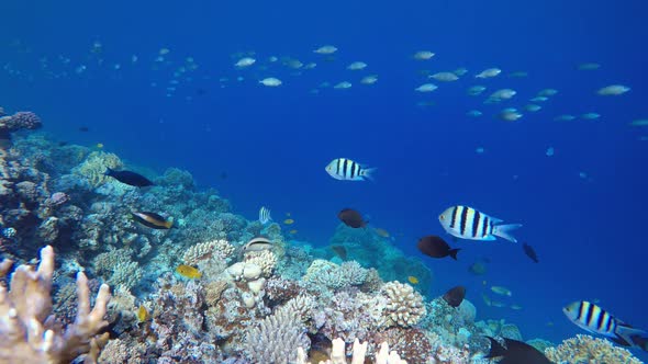 Tropical Underwater Reef Sea Fishes