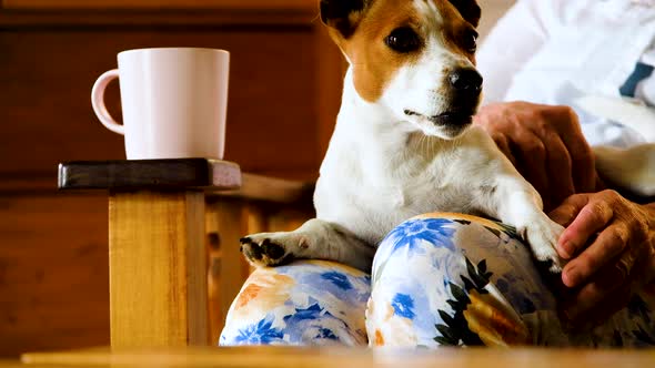 Funny facial expression of Jack Russell puppy as she yawns, lap dog