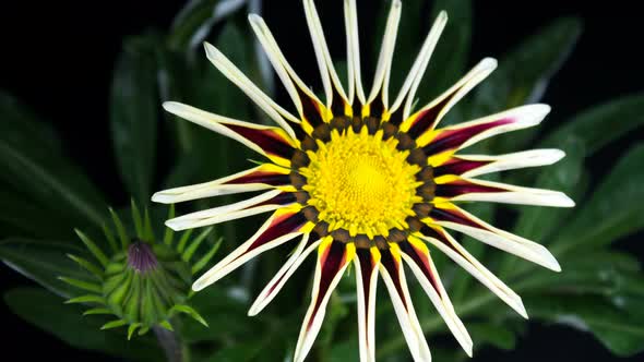 Time lapse of multicolored flower Gazania or African daisy open up