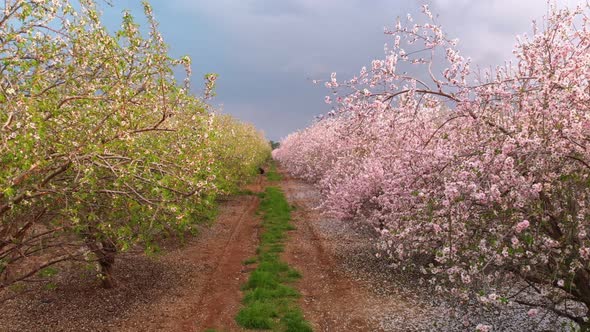 Scenic View of Almond Grove Blooming