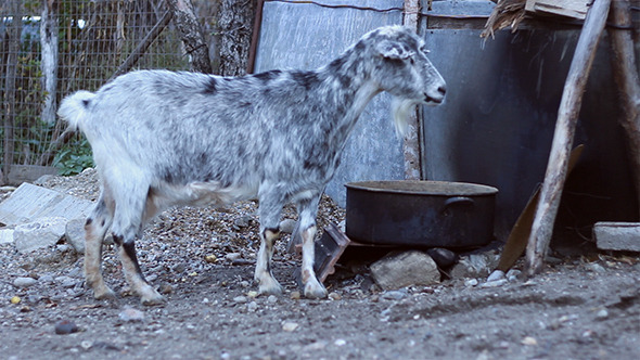 Domestic She-Goat Eating