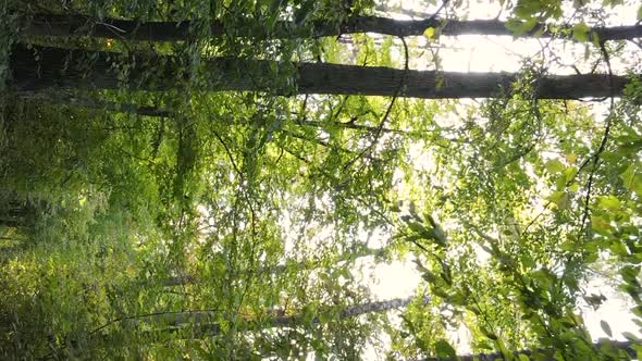 Vertical Video of a Forest with Many Trees in Autumn