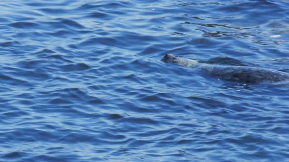 close up of a harbor seal swimming