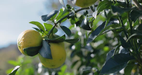 Italian Bergamot in Calabria 