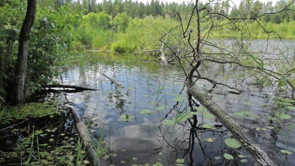 Fallen Tree in the Lake alt