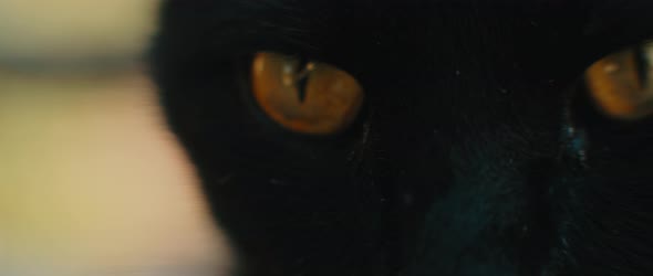 Black yellow-eyed cat looking away, eyes close up, slow motion