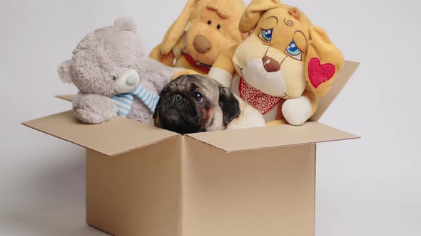 Cute pug in a cardboard box with stuffed toys.