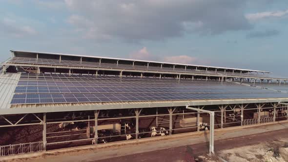 Aerial footage of large dairy farm with solar panels on the roofs