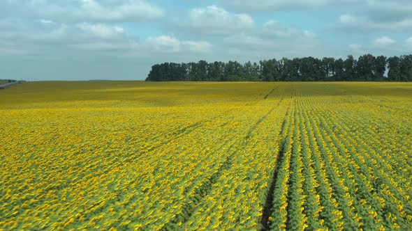 Yellow Flowering Field of Organic