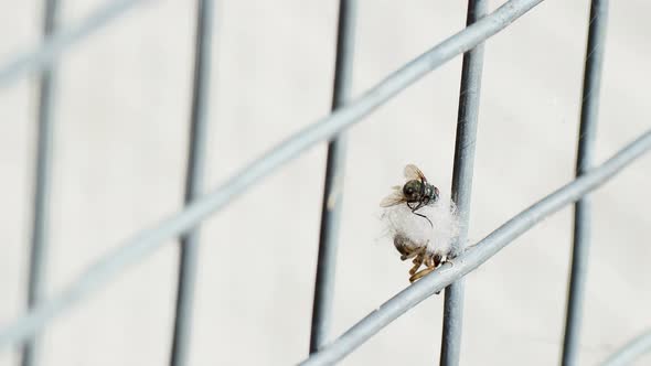 Spider Caught a Fly in the Web. Insect Spins His Victim with the Web.