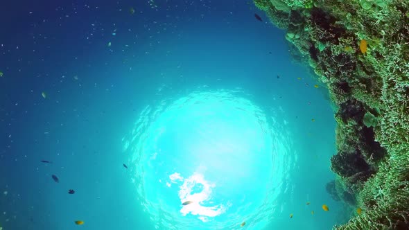 Coral Reef with Fish Underwater